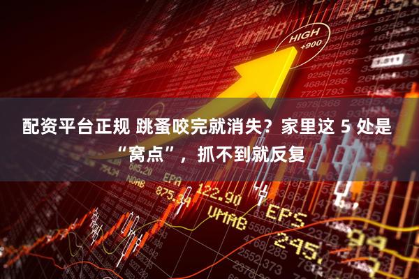 配资平台正规 跳蚤咬完就消失?家里这 5 处是 “窝点”,抓不到就反复